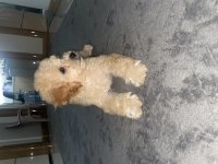 Maltipoo 3 aylik dişi