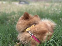 Pomeranian boo 1 yaşında