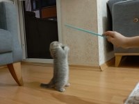 2.5 aylık scottish fold