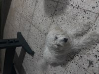 2-5 yaş arası malta cinsi köpeğimiz
