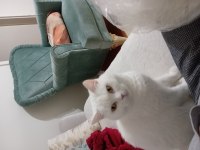 Annemde alerji çıktığı için kedimi sahiplendirme zorundayım