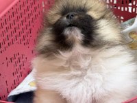 Pomeranian boo garantili