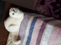 Şampiyon anne ve babadan scottish fold yavrular