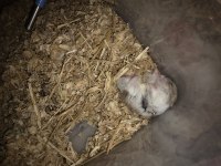 Yavru Gonzales hamster