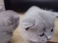 British shorthair çocuklarımı sahiplendiriyorum