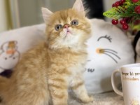 Safkan İran Persian