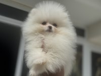 Abkarada ziyarete açık tea cup pomeranian