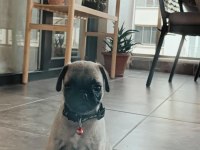Acil sahiplendirilecek pug
