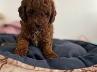 Red poodle yavrularımız