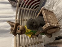 2 aylık scottish fold yavrumuz