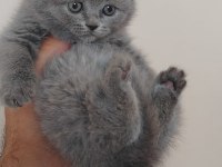 British shorthair yavrular teslime hazır