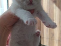 Scottish fold