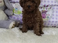 Sağlık ve kilo garantili kore poodle yavrularımız