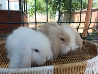 Hollanda teddy lop tavşanlar sütten kesilenler