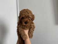 TOY POODLE 3 ERKEK ADANA