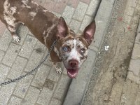 6 aylık merle color köpeğimiz