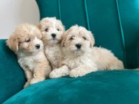 Sağlık Garantili Maltipoo Yavrular