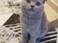 İzmir güzeli british shorthair