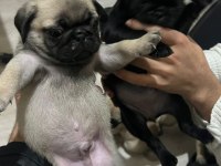 43 Günlük Temiz Kan Pug Yavrular