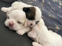 Ev ortamında bakılan kendi köpeğimizin yavruları