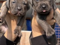 Cane corsa alan koruma köpeği yavruları efsane kan