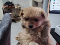 REZERVEYE AÇIK KÖPEKLER