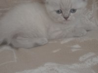 40 Günlük Blue Point Yavru Kediler