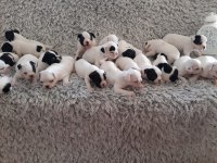 Yılbaşı bebek köpeklerimiz yeni evine gitmeye hazırlar