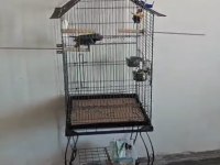 Derbiyan papağanımız için ulaşın