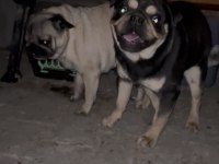 Pug Yavrular Şuan Da Sadece Rezerveye Açık