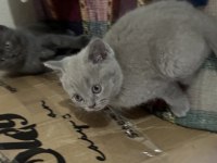 60 günlük SCR haskan british shorthair