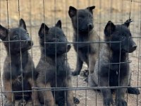 A kalite belçika kurdu beslemek isteyenler buyursun