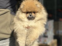 Petmode köpek çiftliğinden hazır 5 adet pomeranian 