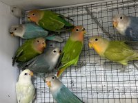 ELE ALIŞTIRMALIK BEBEK SEVDA PAPAĞANLARI