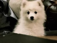 4 aylık pomeranian boo dişi