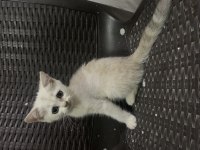 British shorthair Dişi 73 günlük yavru