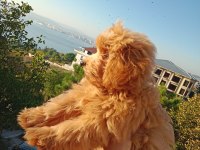 Yumak Yumak Maltipoo Yavru