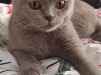 Scottish fold lilac kedimiz