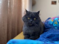 7 yaşında british longhair