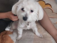 Acil maltese ciddi alıcılar yazsın