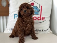 Petmode köpek çiftliğinde ziyarete açık toy poodle