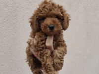 Hayalinizdeki Toy Poodle Bir Adım Uzaklıktasınız