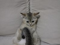 GOLDEN NY12 KEDİMİZ YENİ SAHİBİNİ BEKLİYOR