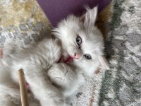 British longhair 8 aylık erkek