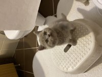 British shorthair yavru