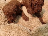 Toy poodle evde bakılan yavrular