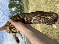 Saf kan bengal kedisi