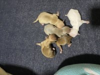 5 yavru şivava 4 erkek 1 dişi