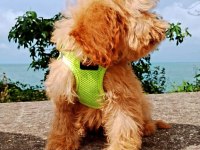 Toy poodle