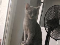 2 aylık scottish fold yavrularımız